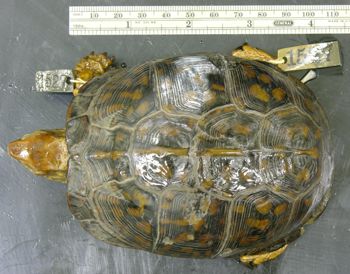 Media type: image; Herpetology R-1527